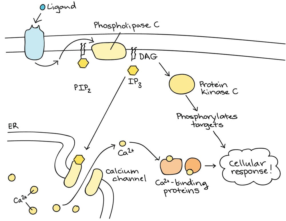 Receptor Ligand Interactions Lol IoT By HHK